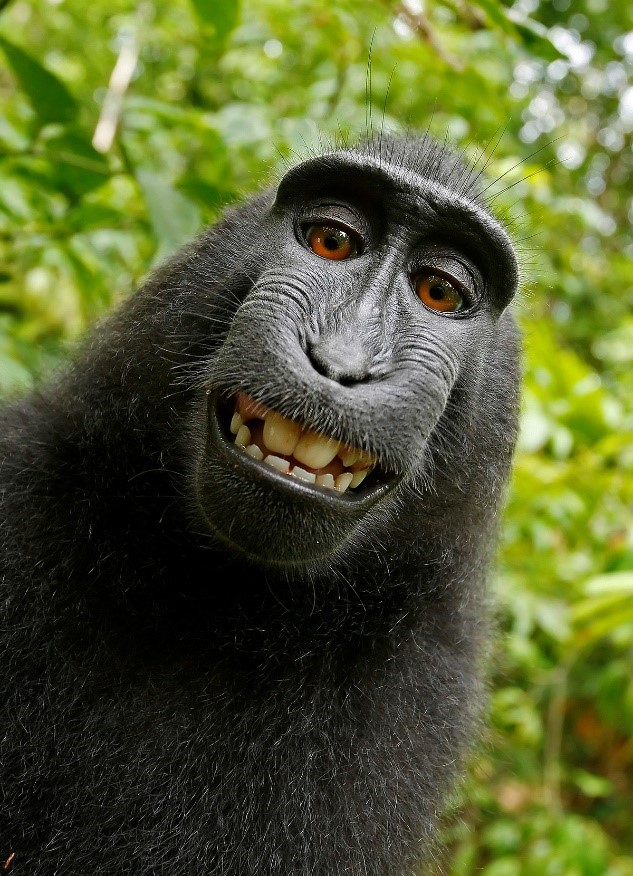 Image result for macaque selfie